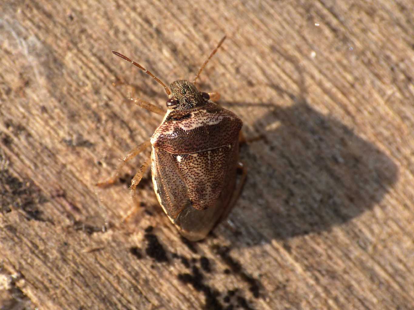 Pentatomidae in miniatura: Eysarcoris ventralis - Ostia (RM)